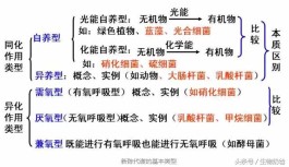 绿色植物的新陈代谢（生物新陈代谢的基本类型）