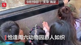 环球信息新闻：游客扎堆喂狼吃草