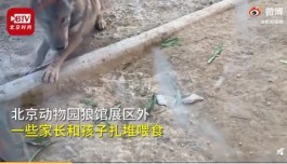 环球信息新闻：动物园喂狼吃草游客被列入黑名单